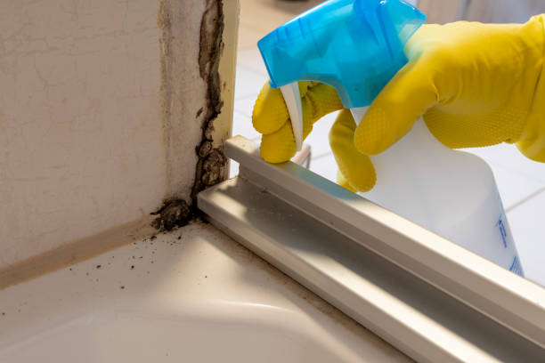 Best Mold Removal Company Near Me  in Sixteen Mile Stand, OH