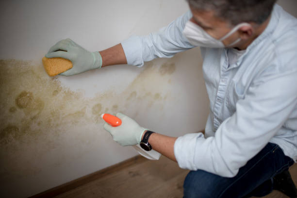 Best Attic Mold Removal  in Sixteen Mile Stand, OH