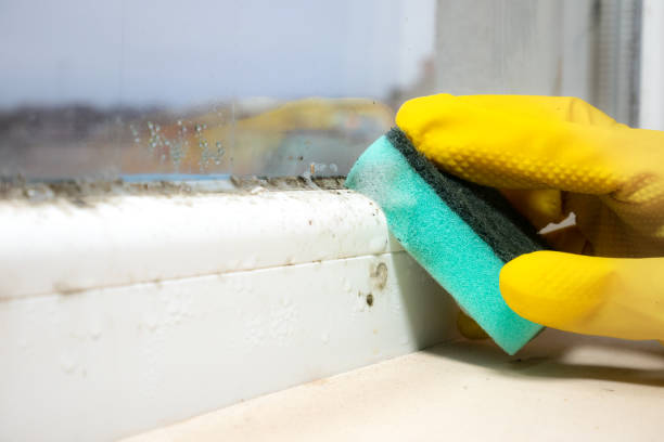 Best Mold Remediation  in Sixteen Mile Stand, OH